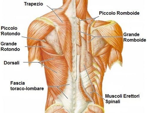 Scapole Alate Cosa Sono Ed Esercizi Consigliati Corsi Eventi 4 Sport